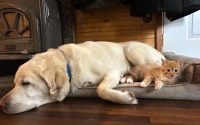 He Waited in the Same Spot Every Day… For a Friend Who Never Came Back