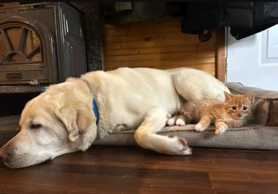 He Waited in the Same Spot Every Day… For a Friend Who Never Came Back