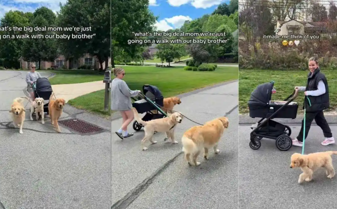 Three Goldens, One Stroller, and a Full Circle of Love