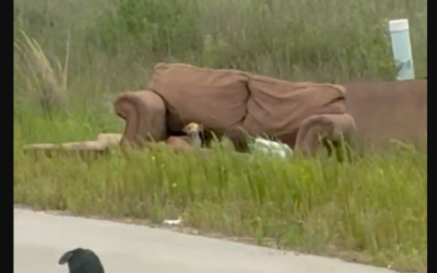 A Puppy Stopped a Car… Then Led a Stranger to Something No One Expected