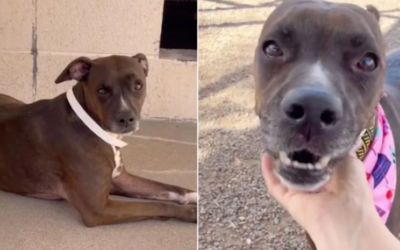 The Moment a Shelter Dog Realized Her “Wait” Was Finally Over