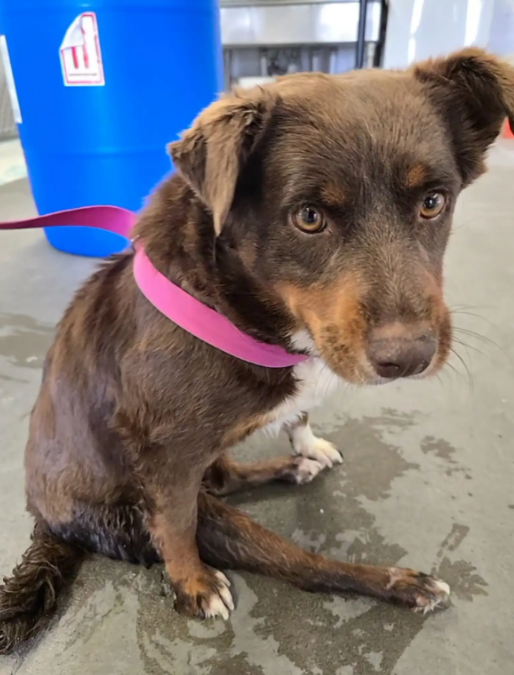 Paralyzed Pup Defies Every Expectation In A Moment No One Saw Coming