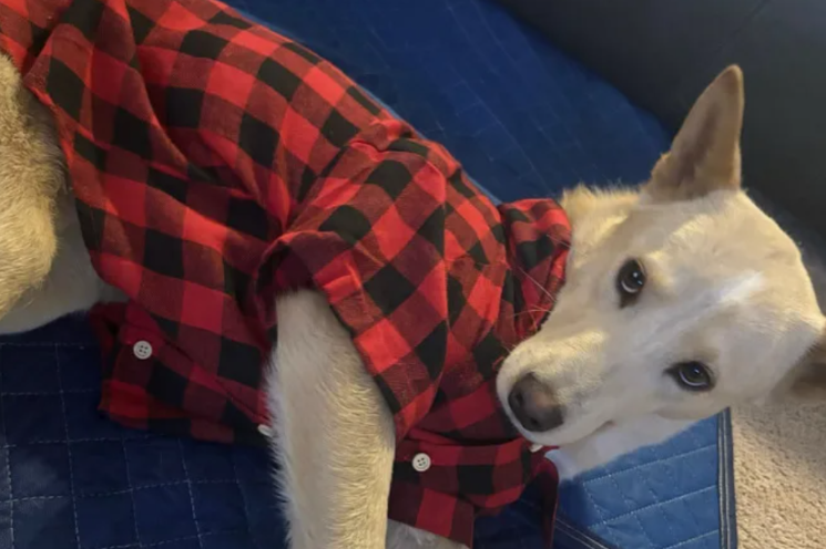 A Stray, A Trucker, And A Decision That Changed Everything