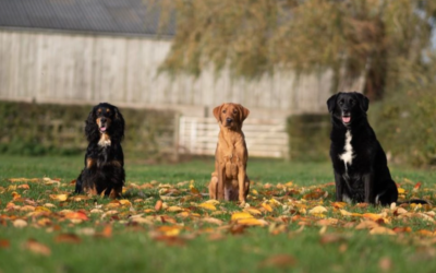 What Your Dog’s DNA Is Secretly Telling You About Them