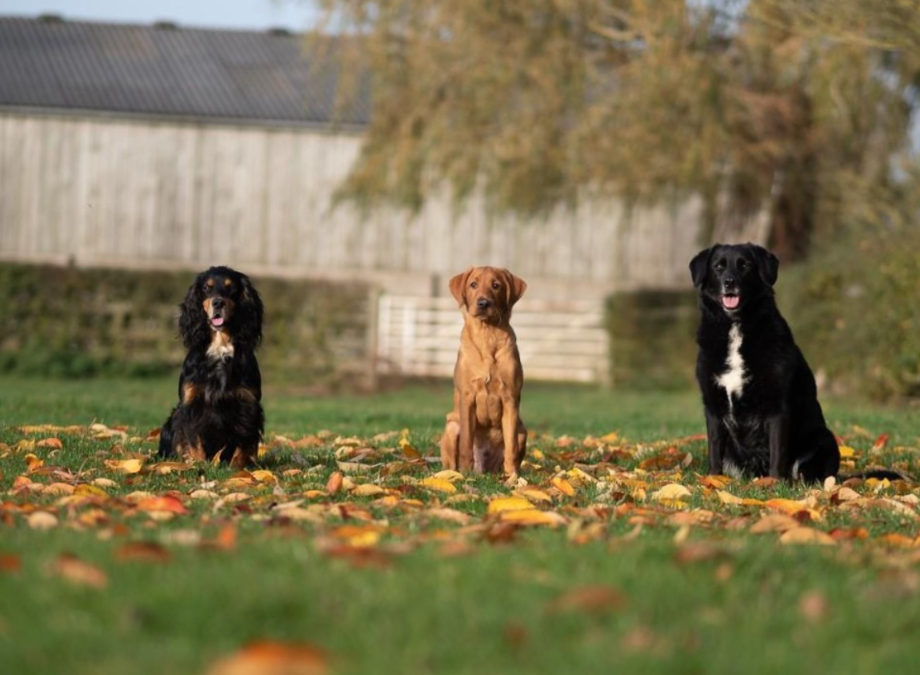 What Your Dog’s DNA Is Secretly Telling You About Them