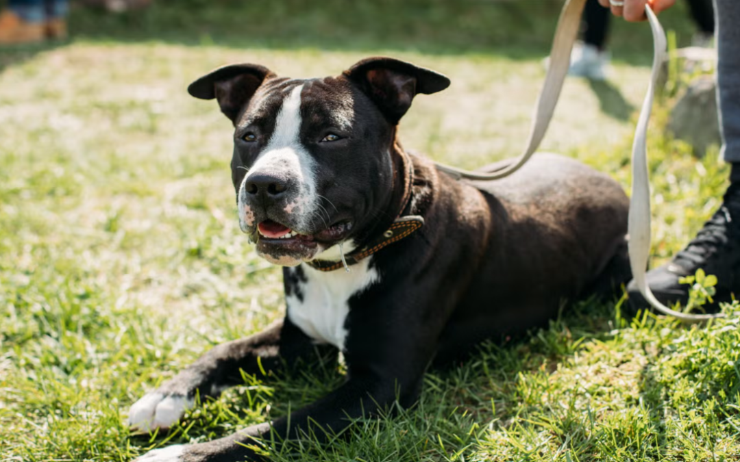This Smiling Staffordshire Terrier Keeps Getting Overlooked for One Simple Reason