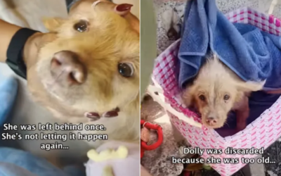 “Too Old” To Want? This Senior Dog Proved Them Completely Wrong