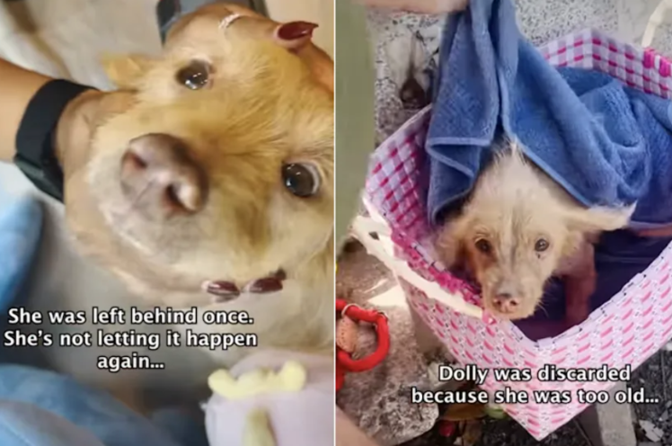 “Too Old” To Want? This Senior Dog Proved Them Completely Wrong