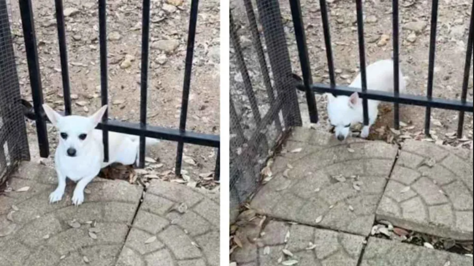 His Escape Plan Was Perfect… Until He Looked Back At Mom
