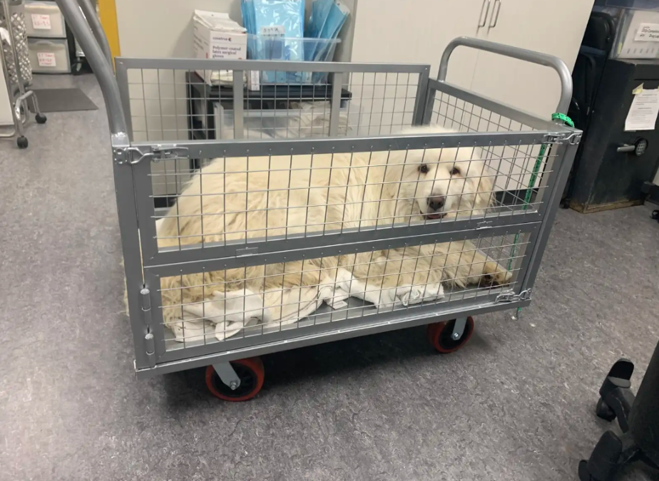 Scared Of Every Step He Took, This Big Dog Found A New Way To Move