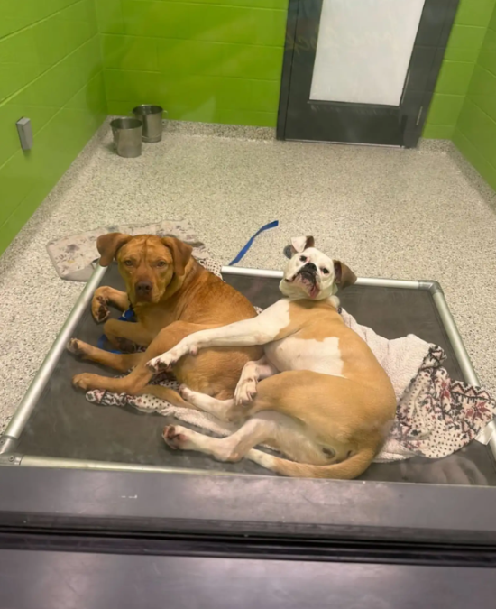A Shelter Dog’s Best Friend Helped Save Him in His Scariest Moment