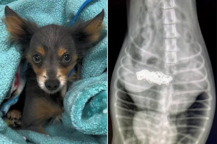 He Came In for a Limp… and Ended Up With Emergency Surgery for the Strangest Reason