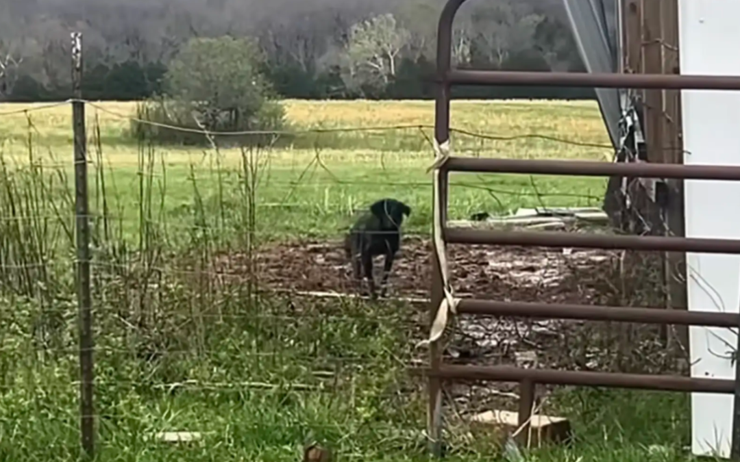 Farmer Notices a Stray Dog Pacing Near a Shed—Then Discovers the Secret She Was Protecting