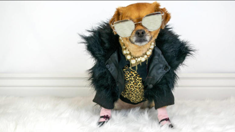 These Pups Don’t Just Ride The Bus… They Strut Onto It Like Models