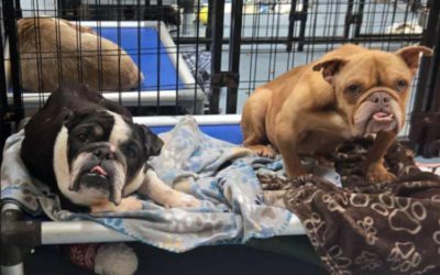 Two Dogs, One Fight For Survival—And A Rescue That Refused To Separate Them