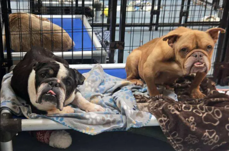 Two Dogs, One Fight For Survival—And A Rescue That Refused To Separate Them