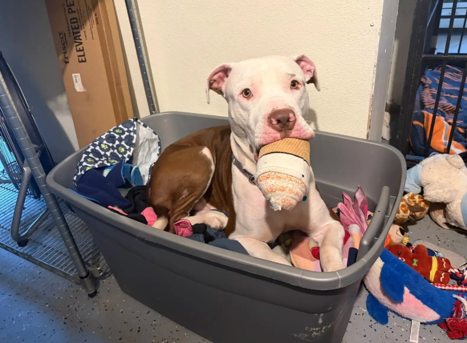 The Anxious Shelter Dog Who Refused To Leave Without His Stuffed “Best Friends”