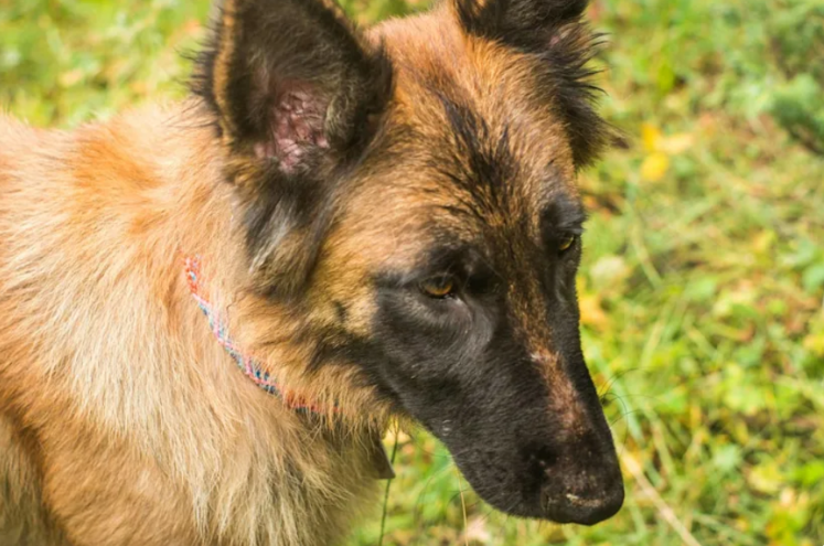 She Was Carrying Puppies And Out Of Time — Until A Rescue Stepped In