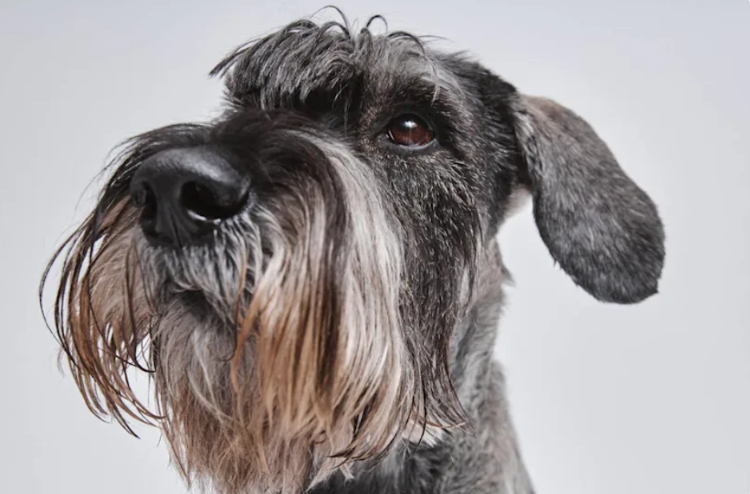 When The Quiet One Finally Speaks—This Dog Moment Stopped Everyone Mid-Bark