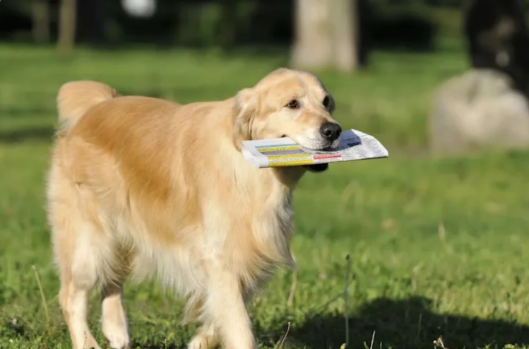 He Had Two Things He Loved… So This Dog Did The Most “Golden Retriever” Thing Ever