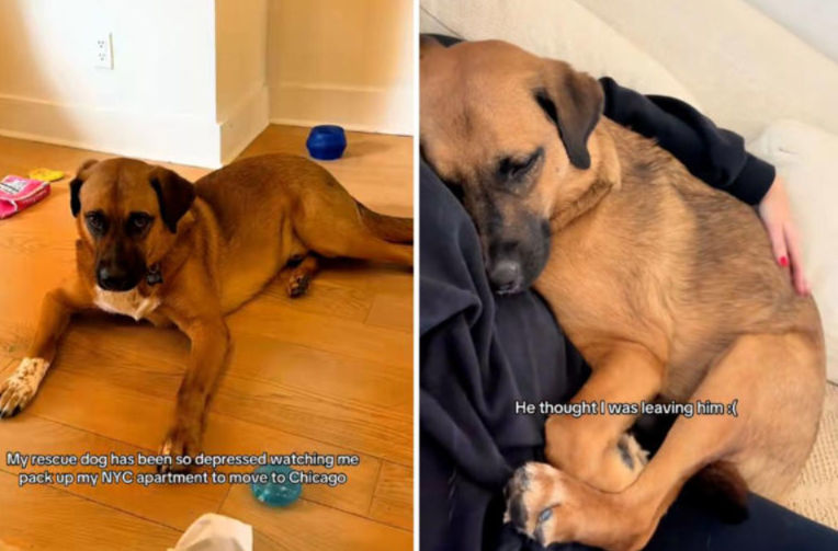 The Packing Boxes Broke His Heart—Until He Realized The Truth