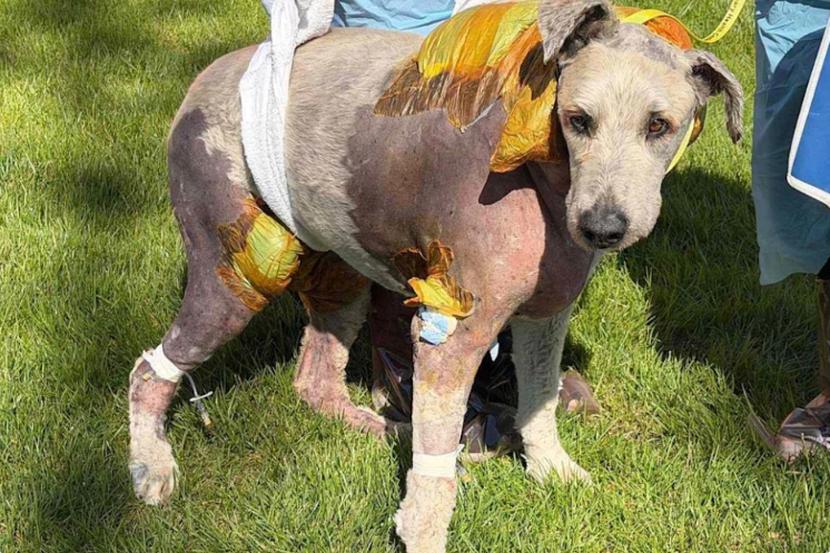 She Rushed Home For A Prom Dress… And Walked Into A Scene That Saved Her Dog’s Life