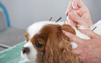 More Dog Owners Are Exploring Holistic Care—Here’s What It Can Actually Do For Your Pup