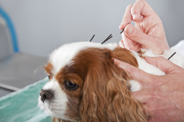 More Dog Owners Are Exploring Holistic Care—Here’s What It Can Actually Do For Your Pup