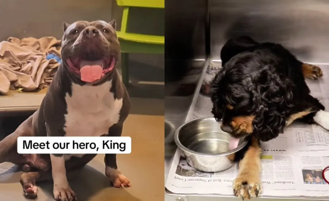 He Donated Blood to Save Another Dog. Now He Needs Someone to Save Him.