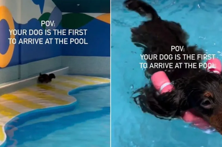 One Simple Reaction From A Dog That Says Everything About Joy