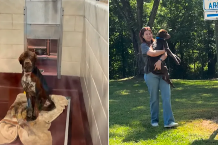 He Looked Lost In The Shelter… Then Melted Into His New Mom’s Arms