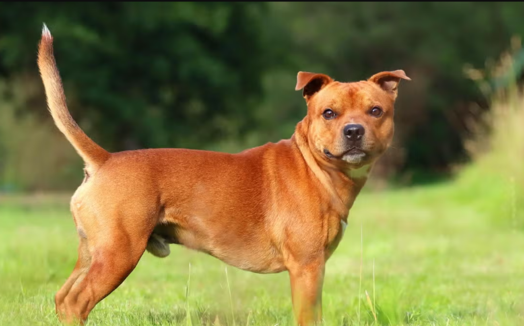 This Dog Heard Bagpipes for the First Time—And His Reaction Was Priceless