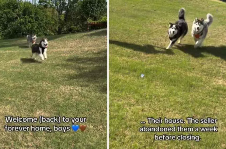 They Were Left Behind After A House Sale… Then Someone Did Something Incredible For Them