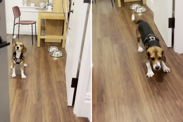 The Quiet Ways Rescue Dogs Show They Finally Feel Safe