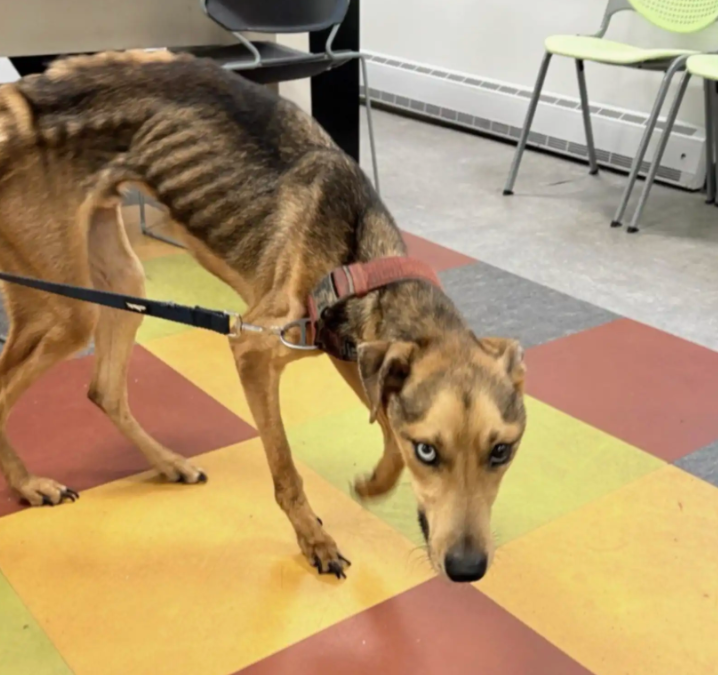 He Was Down To Skin And Bone… Then One Chance At Love Changed Everything