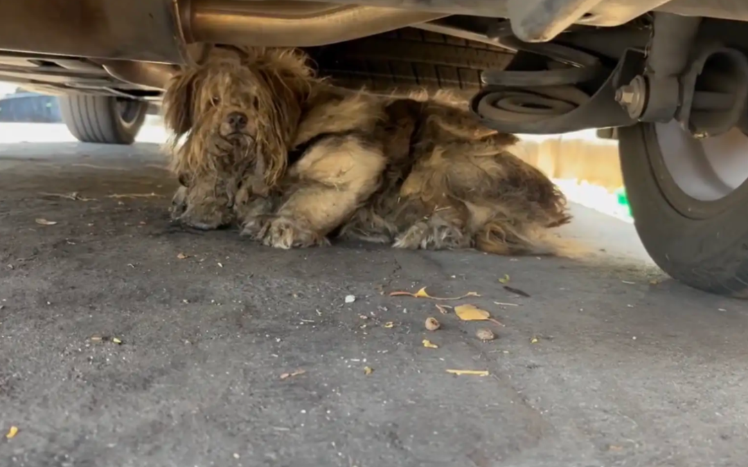 Dog Found Hiding Under Cars Looks Unrecognizable After His First Haircut Ever
