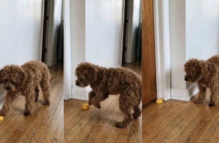 When The Beat Stops, So Does This Dog’s Entire Will To Continue