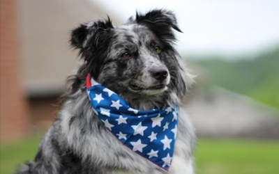 Fireworks, Crowds, and BBQs: 10 Ways to Protect Your Dog This Independence Day
