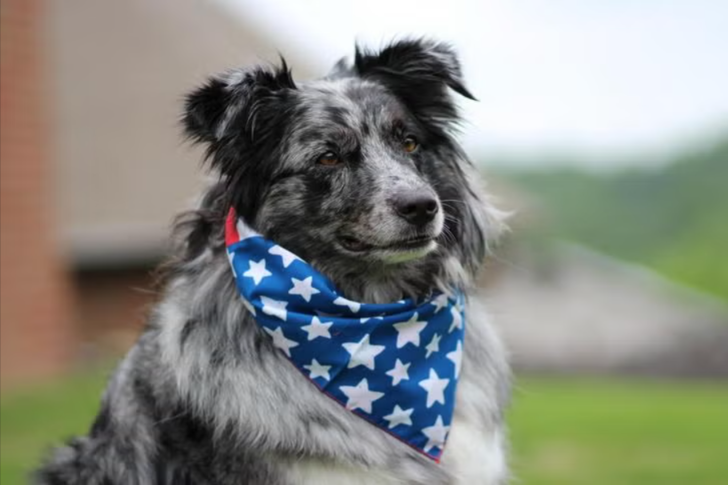 Fireworks, Crowds, and BBQs: 10 Ways to Protect Your Dog This Independence Day