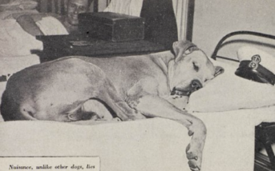 From Stray Troublemaker to War Hero: The Incredible Story of Just Nuisance
