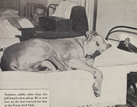From Stray Troublemaker to War Hero: The Incredible Story of Just Nuisance