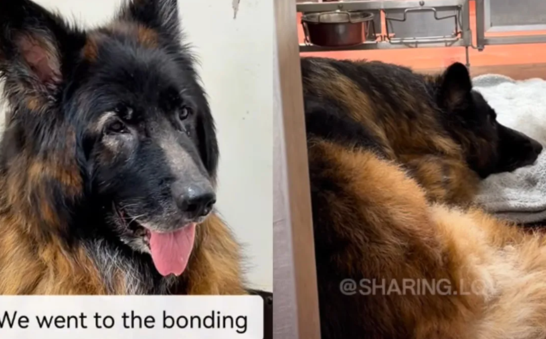 A Volunteer Stopped at One Quiet Kennel—and Changed a Dog’s Story Forever
