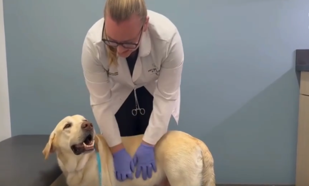 Everyone Thought He Might Lose His Tail—Then an Incredible Surgery Changed Everything