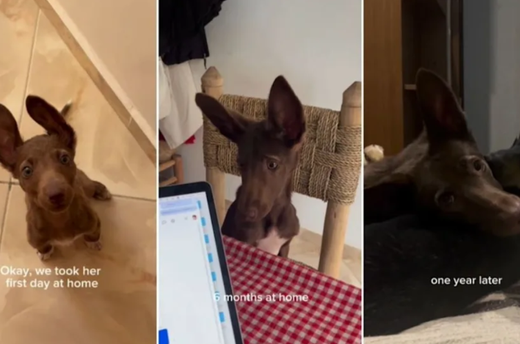 From Street Survivor to Happy Pup: This Rescue Dog’s Transformation Is Beautiful