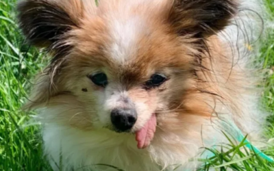 After Outliving His Owner, This 31-Year-Old Dog Finally Found A New Forever Home