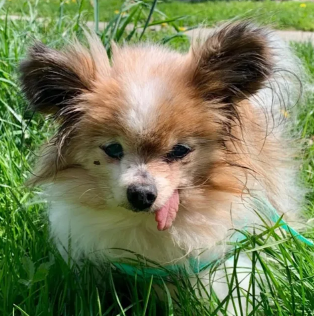 After Outliving His Owner, This 31-Year-Old Dog Finally Found A New Forever Home