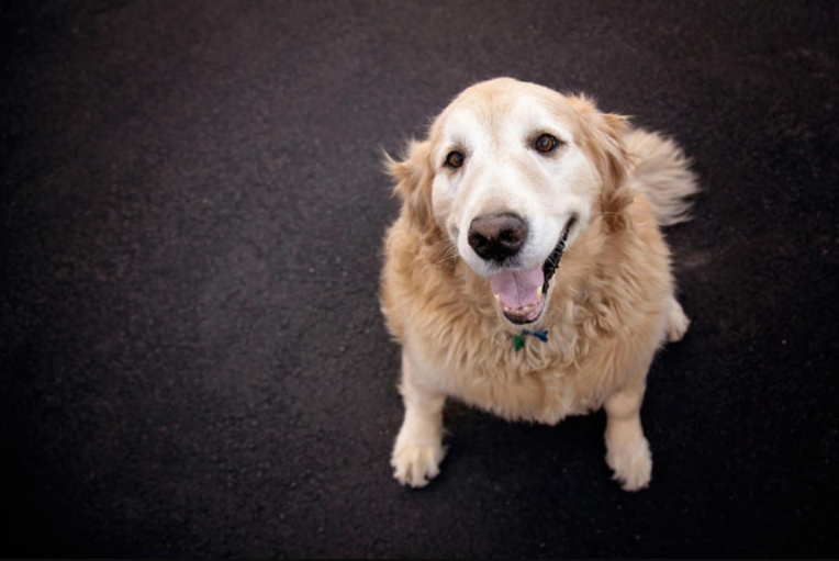 She Waits for Mom Every Day—And Her Greeting Melts Hearts Instantly