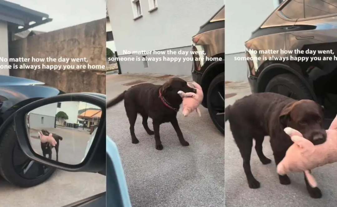 The Sweet Ritual This Dog Has Every Time His Owner Comes Home