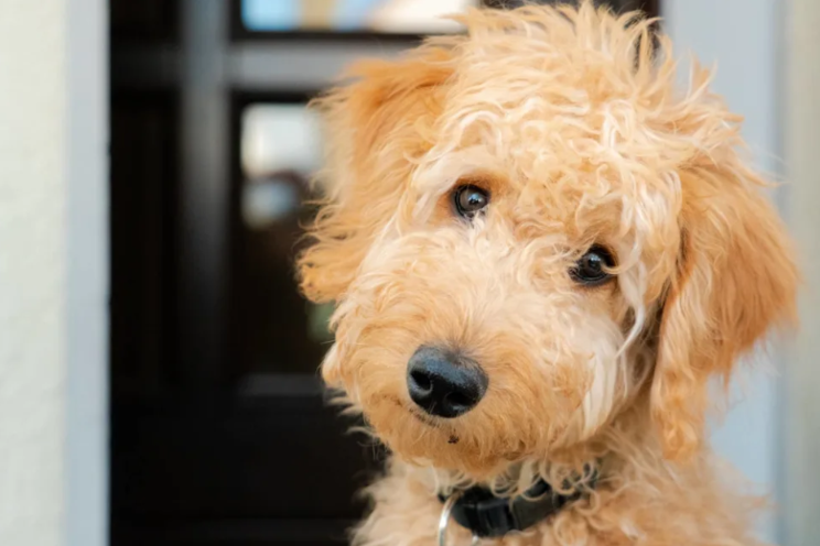 This Dog’s Daycare Reaction Is Every Introvert At A Party Ever