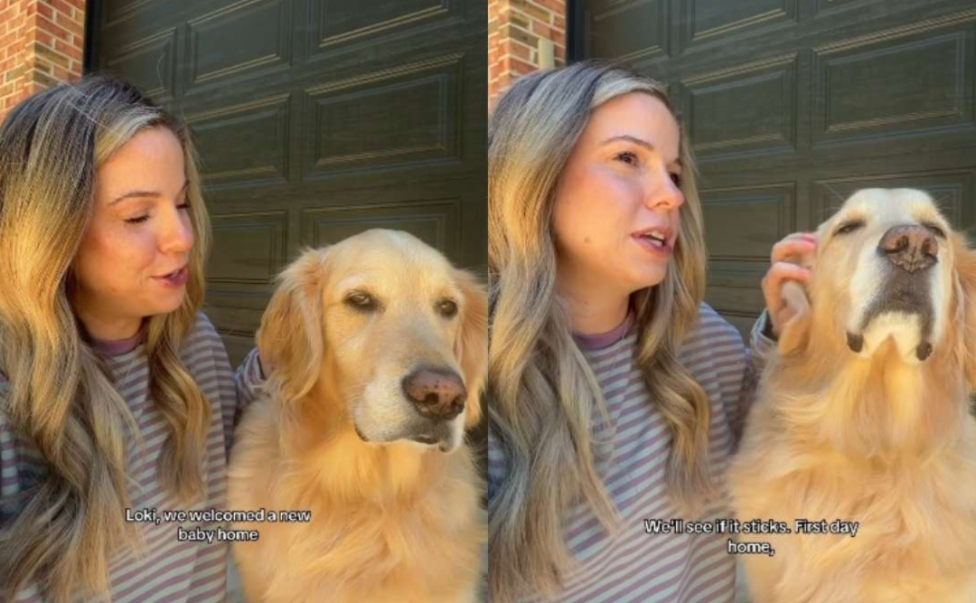 She Just Had a Baby… Then Her Dog Stepped In in the Sweetest Way